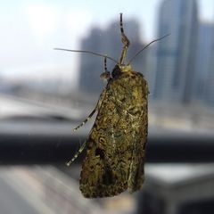Spodoptera cilium