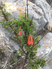 Clinopodium mexicanum