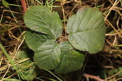 Rubus tuberculatus