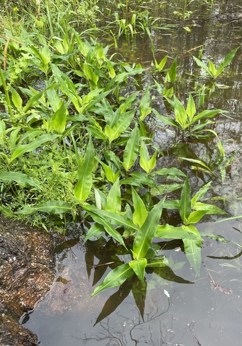 Virginia Dayflower (Commelina virginica)
