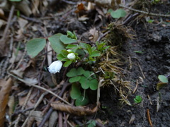 Isopyrum thalictroides