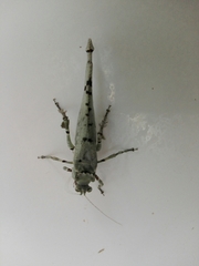 Lichenomorphus punctifrons