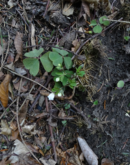 Isopyrum thalictroides