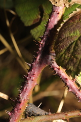 Rubus tuberculatus