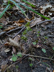 Isopyrum thalictroides