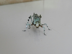 Lichenomorphus punctifrons