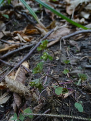Isopyrum thalictroides