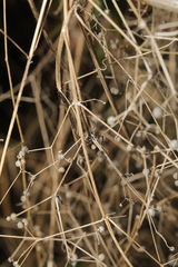 Galium aparine