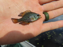 Enneacanthus gloriosus