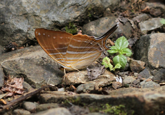 Marpesia marcella marcella