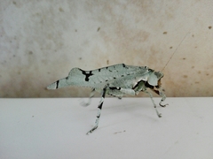 Lichenomorphus punctifrons