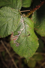 Rubus tuberculatus
