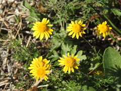 Thymophylla tenuiloba