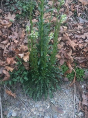 Borodinia missouriensis