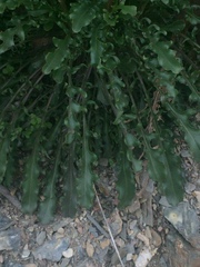 Borodinia missouriensis
