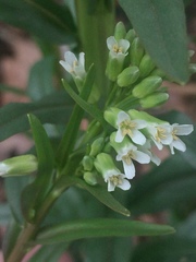 Borodinia missouriensis