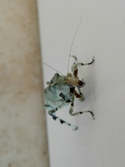 Lichenomorphus punctifrons