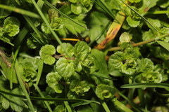 Veronica filiformis