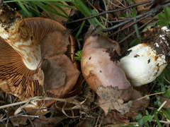 Phlegmacium balteatocumatile