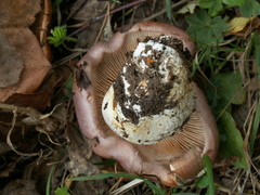 Phlegmacium balteatocumatile