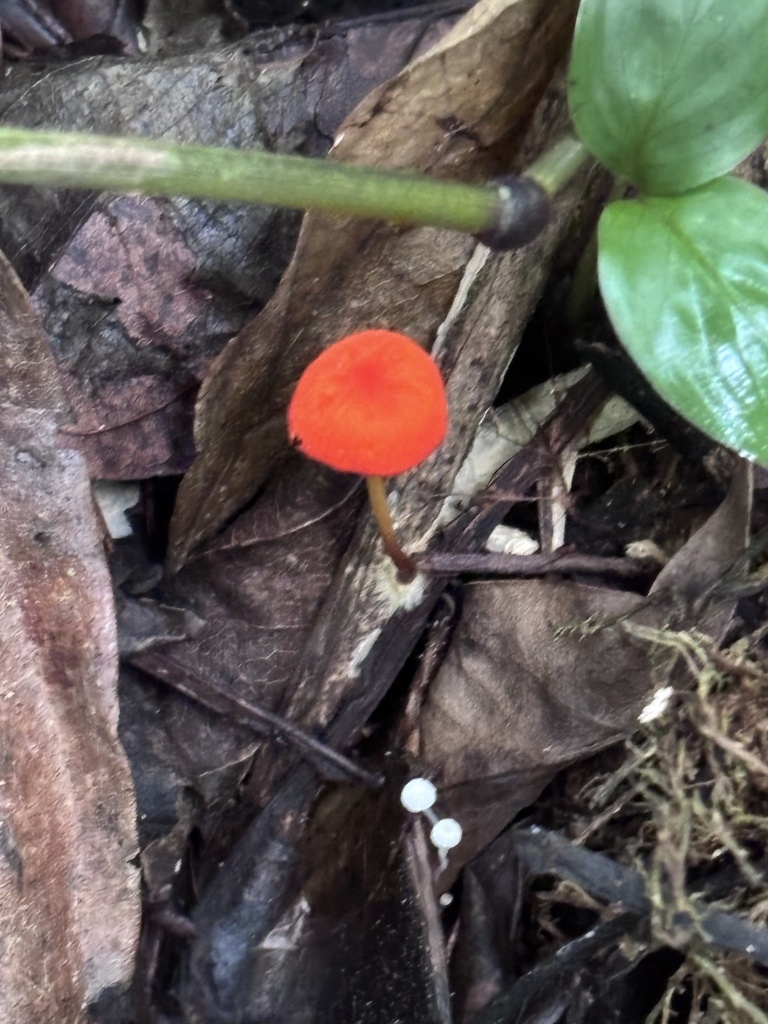Marasmius ruber