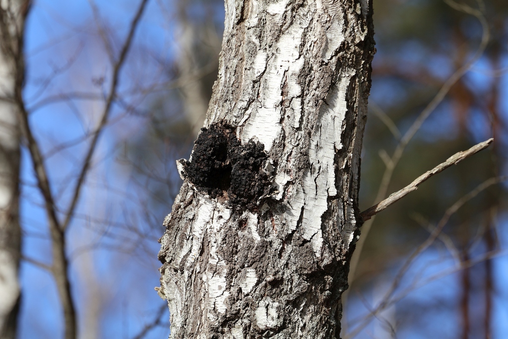Inonotus obliquus sterilis · March 2026 · photo: © andrejus (iNaturalist, cc-by)