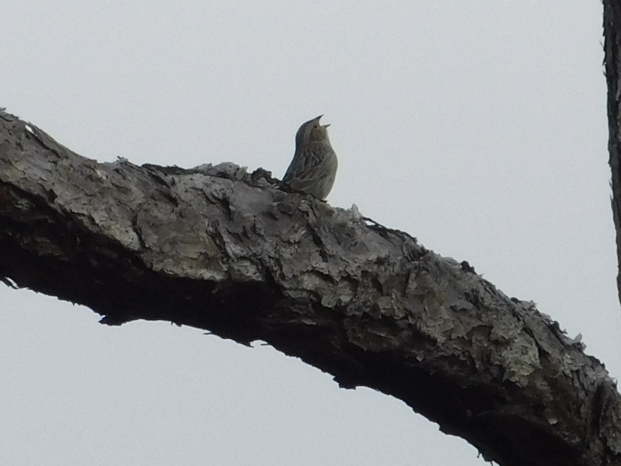 Bachman's Sparrow (Peucaea aestivalis), photo 3