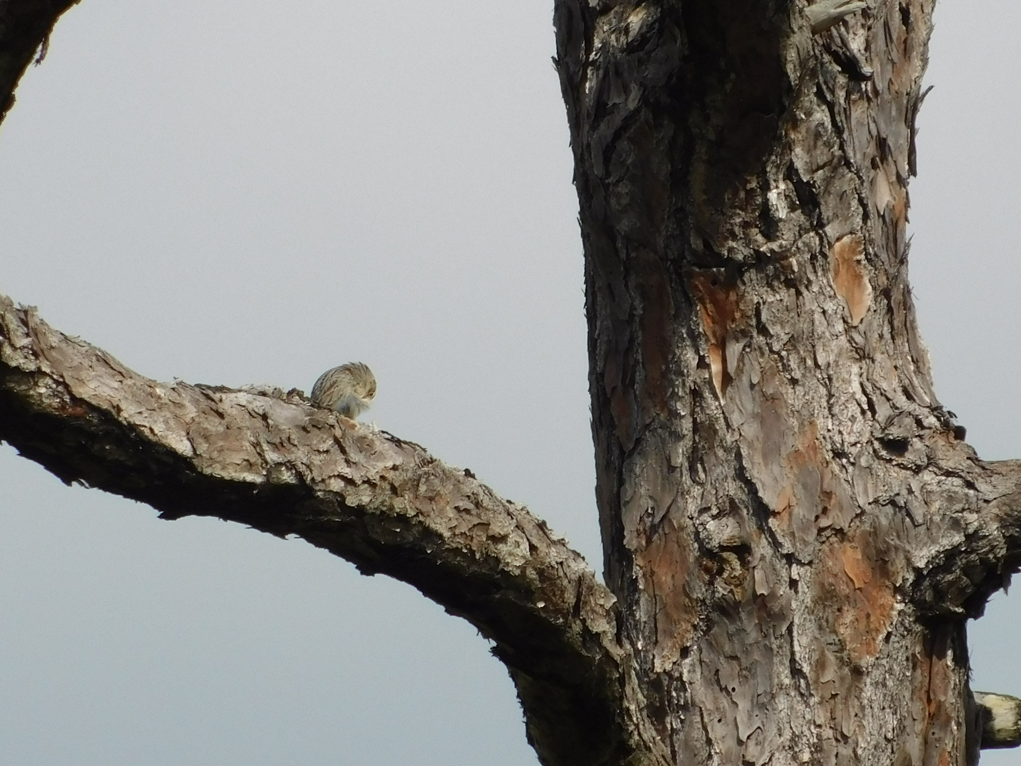 Bachman's Sparrow (Peucaea aestivalis), photo 4
