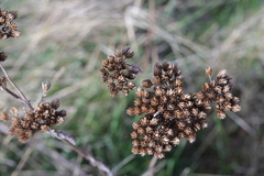 Achillea millefolium