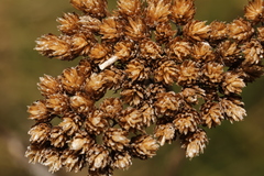 Coleophora argentula