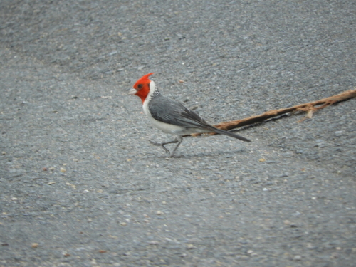 Red-crested Cardinal