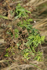 Jacobaea vulgaris