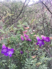 Maurandya barclayana