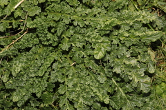 Jacobaea vulgaris