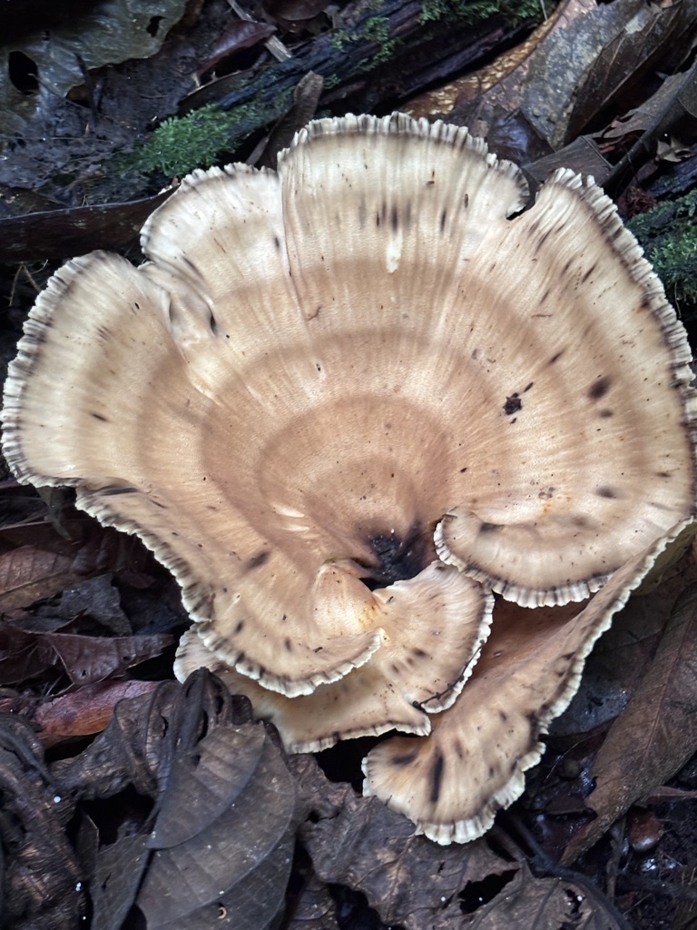 Meripilus brasiliensis · March 2026 · photo: © juliocastellain (iNaturalist, cc-by-sa)
