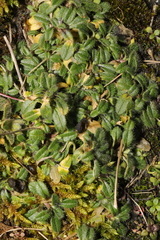 Cerastium fontanum