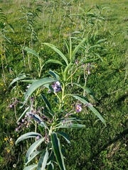 Solanum glaucophyllum