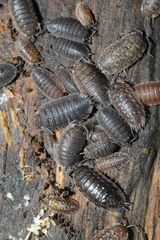 Porcellio scaber