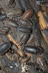 Porcellio scaber
