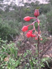 Pachyphytum compactum