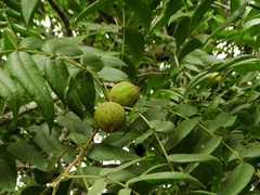 Juglans mollis
