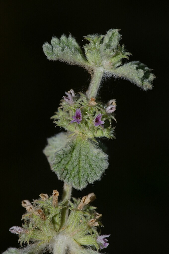 Marrubium aschersonii