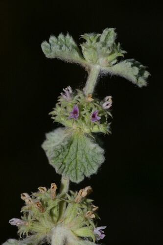 Marrubium aschersonii