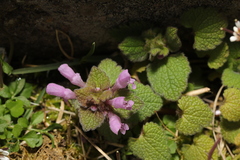 Lamium purpureum