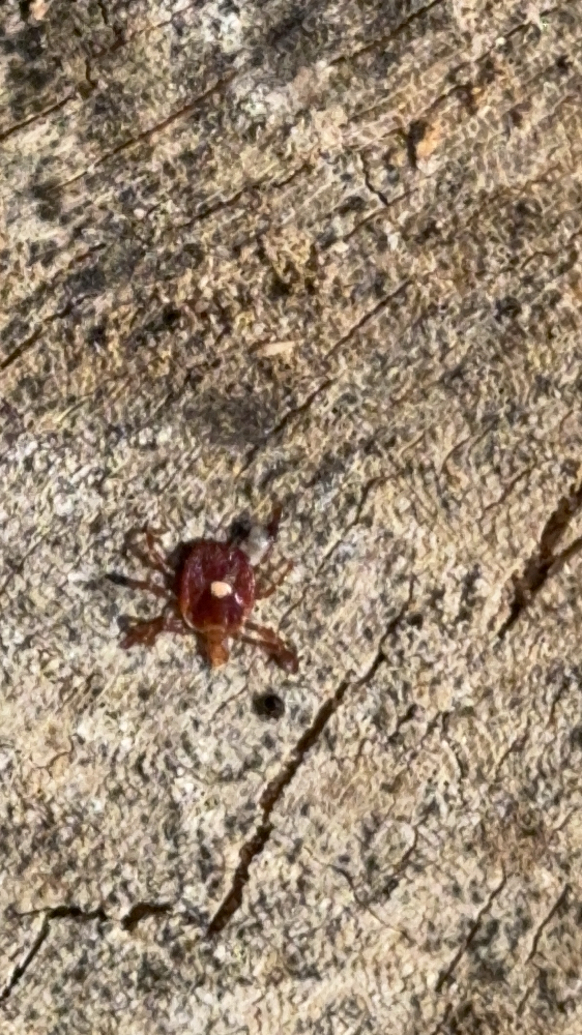 Amblyomma americanum Linnaeus, 1758