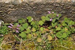 Lamium purpureum