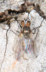 Fanniidae