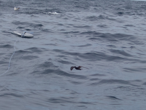 Black Storm Petrel (Hydrobates melania), photo 2