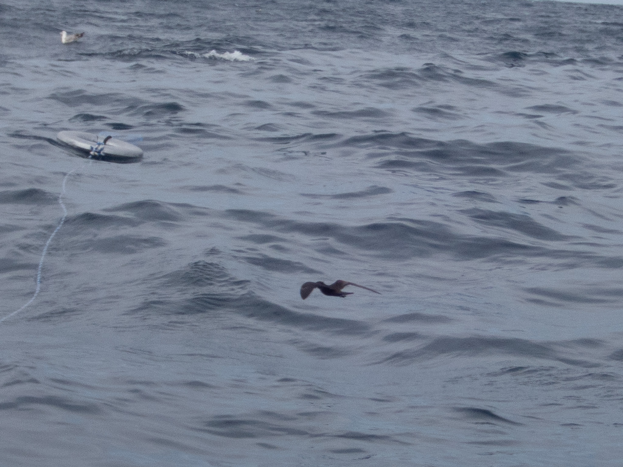 Black Storm Petrel (Hydrobates melania), photo 2