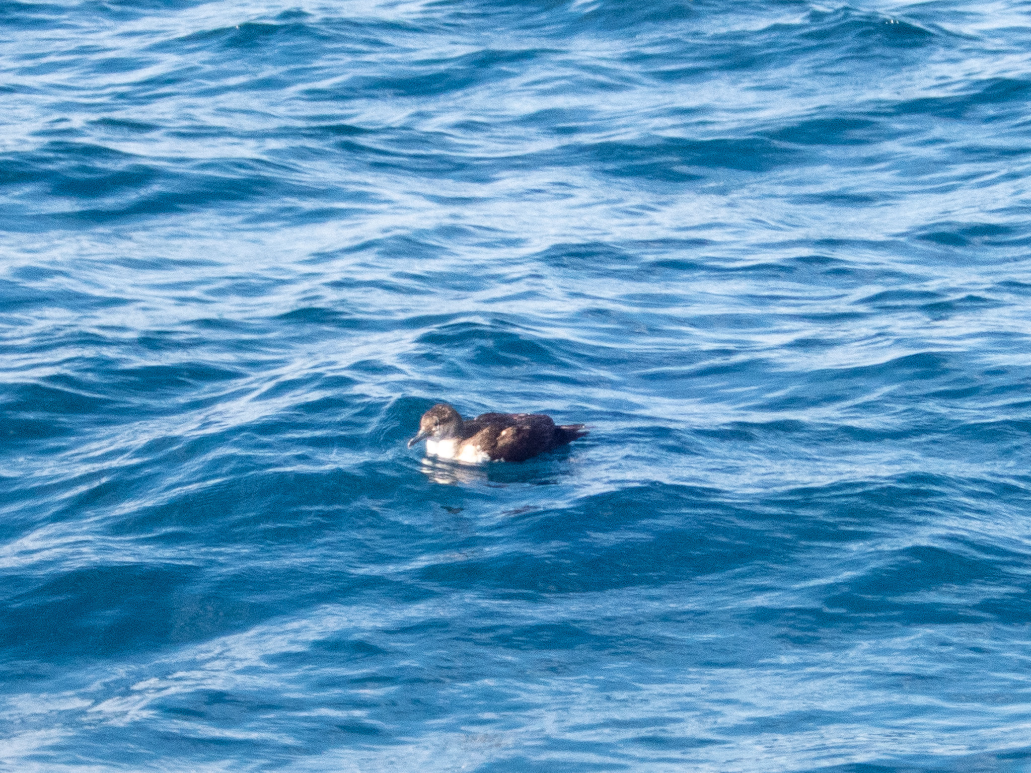 Black-vented Shearwater (Puffinus opisthomelas), photo 7